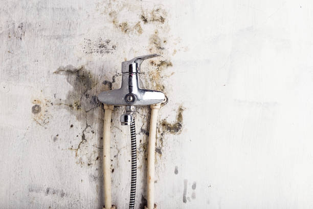 Best Preventive Mold Services in Bremen, GA