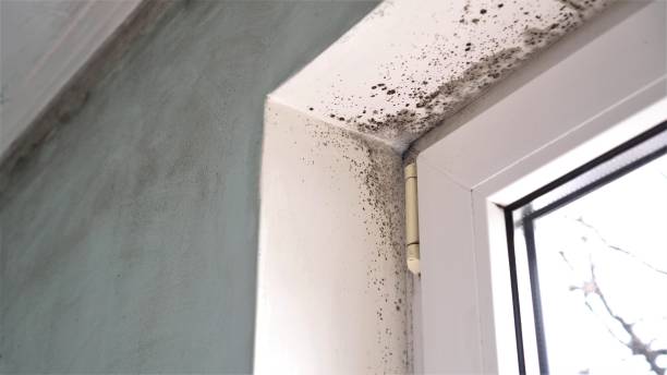 Best Attic Mold Remediation in Bremen, GA